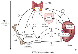 Parathyroid-hormone